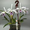 Cattleya maxima semialba 2,2